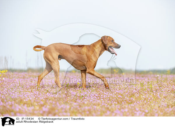 ausgewachsener Rhodesian Ridgeback / adult Rhodesian Ridgeback / IF-15434