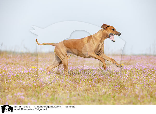 ausgewachsener Rhodesian Ridgeback / adult Rhodesian Ridgeback / IF-15436