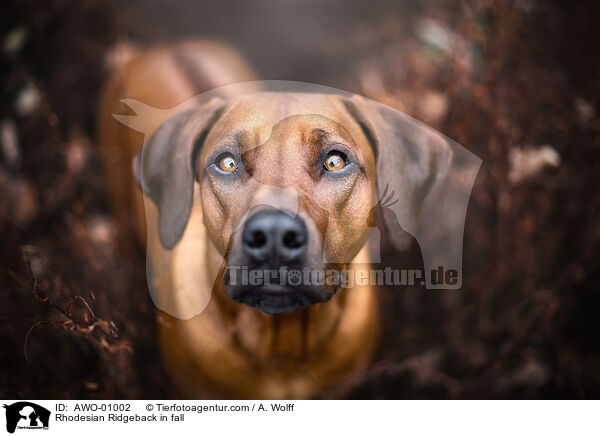 Rhodesian Ridgeback im Herbst / Rhodesian Ridgeback in fall / AWO-01002