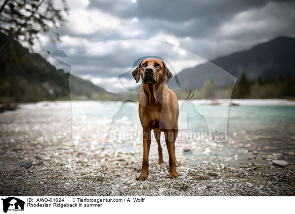 Rhodesian Ridgeback im Sommer / Rhodesian Ridgeback in summer / AWO-01024