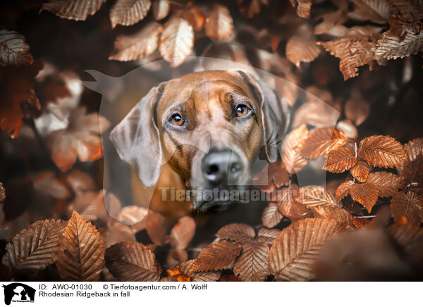 Rhodesian Ridgeback im Herbst / Rhodesian Ridgeback in fall / AWO-01030