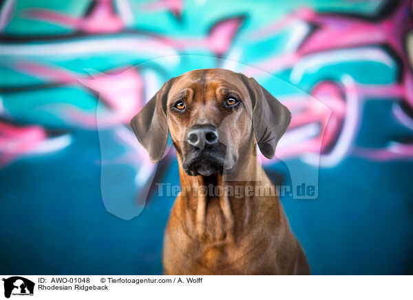 Rhodesian Ridgeback / Rhodesian Ridgeback / AWO-01048