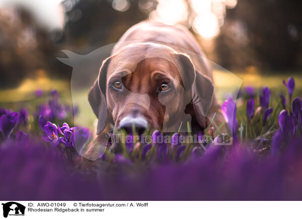 Rhodesian Ridgeback im Sommer / Rhodesian Ridgeback in summer / AWO-01049