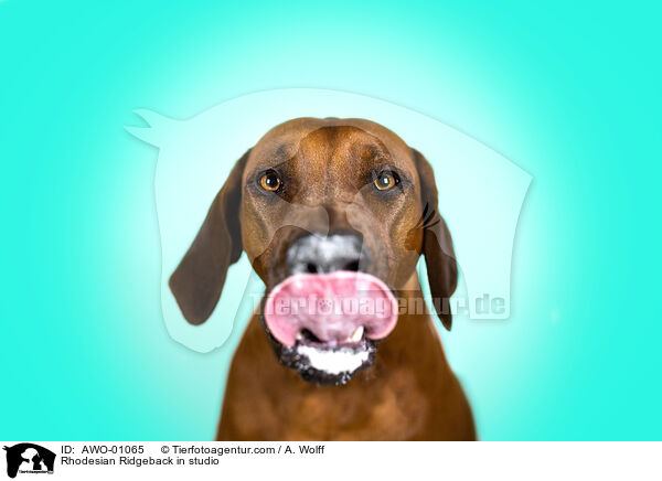 Rhodesian Ridgeback im Studio / Rhodesian Ridgeback in studio / AWO-01065