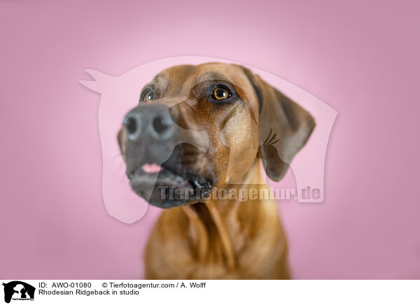 Rhodesian Ridgeback im Studio / Rhodesian Ridgeback in studio / AWO-01080