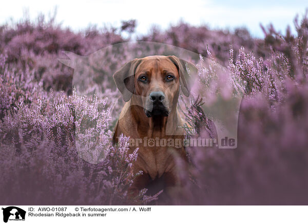 Rhodesian Ridgeback im Sommer / Rhodesian Ridgeback in summer / AWO-01087