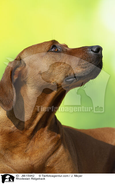 Rhodesian Ridgeback / Rhodesian Ridgeback / JM-15942