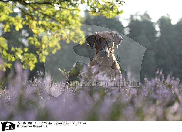 Rhodesian Ridgeback / Rhodesian Ridgeback / JM-15947