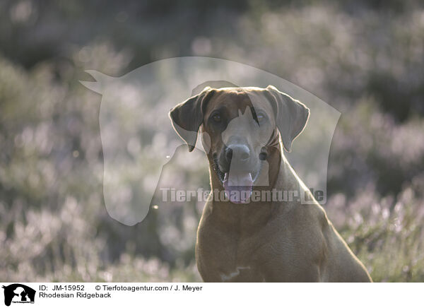 Rhodesian Ridgeback / Rhodesian Ridgeback / JM-15952