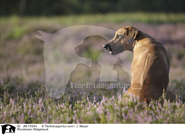 Rhodesian Ridgeback / Rhodesian Ridgeback / JM-15954