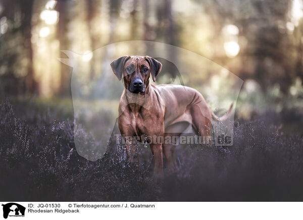 Rhodesian Ridgeback / Rhodesian Ridgeback / JQ-01530