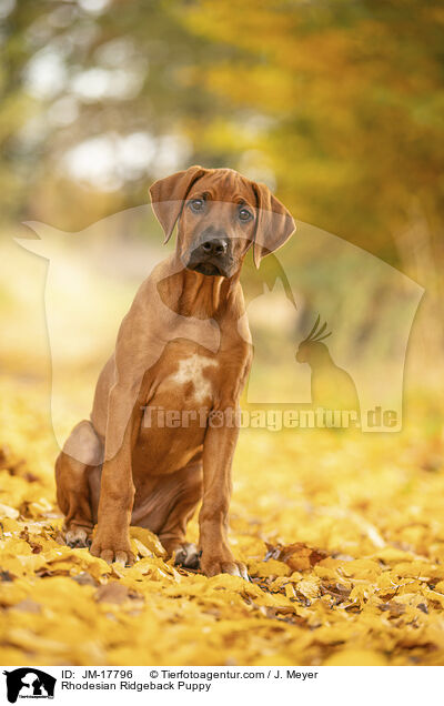 Rhodesian Ridgeback Welpe / Rhodesian Ridgeback Puppy / JM-17796