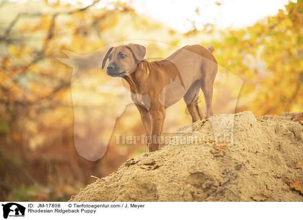 Rhodesian Ridgeback Welpe / Rhodesian Ridgeback Puppy / JM-17808