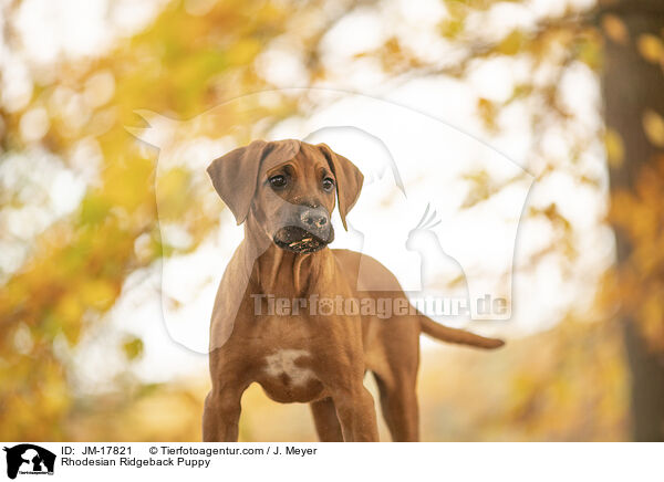 Rhodesian Ridgeback Welpe / Rhodesian Ridgeback Puppy / JM-17821