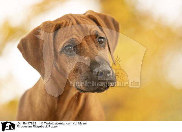 Rhodesian Ridgeback Welpe / Rhodesian Ridgeback Puppy / JM-17832