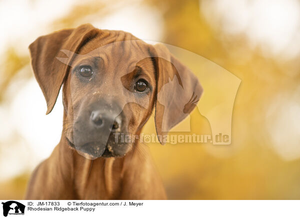 Rhodesian Ridgeback Welpe / Rhodesian Ridgeback Puppy / JM-17833