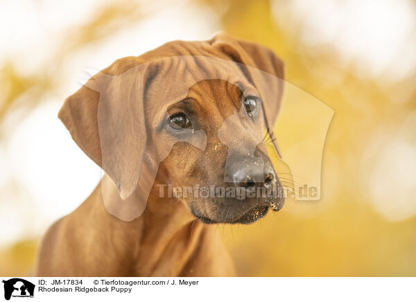 Rhodesian Ridgeback Welpe / Rhodesian Ridgeback Puppy / JM-17834