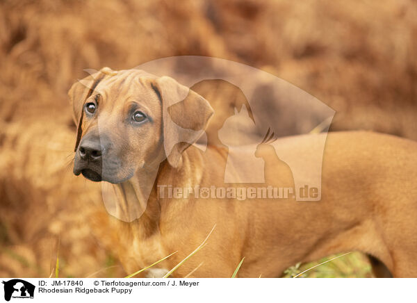 Rhodesian Ridgeback Welpe / Rhodesian Ridgeback Puppy / JM-17840