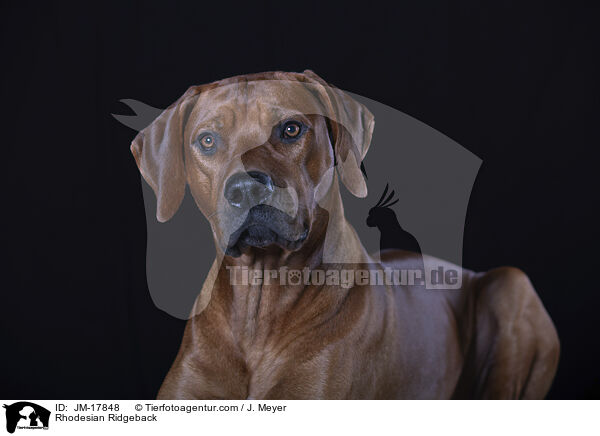 Rhodesian Ridgeback / Rhodesian Ridgeback / JM-17848