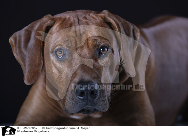 Rhodesian Ridgeback / Rhodesian Ridgeback / JM-17852