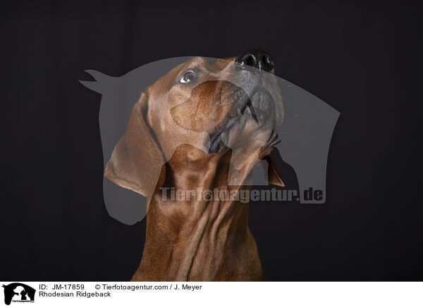 Rhodesian Ridgeback / Rhodesian Ridgeback / JM-17859