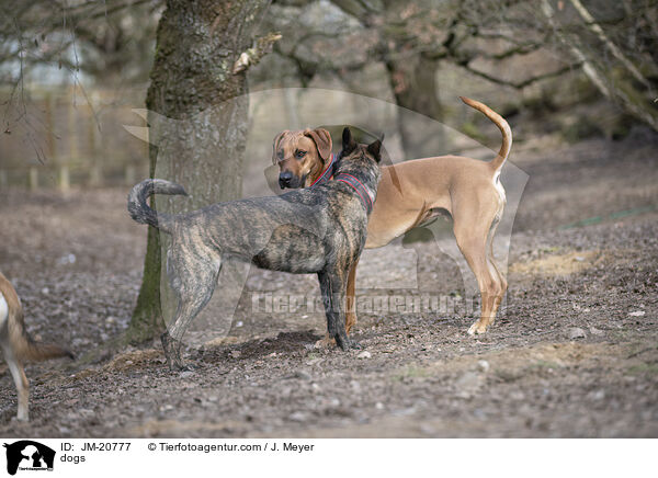 Hunde / dogs / JM-20777