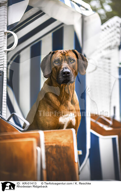 Rhodesian Ridgeback / Rhodesian Ridgeback / KR-01413