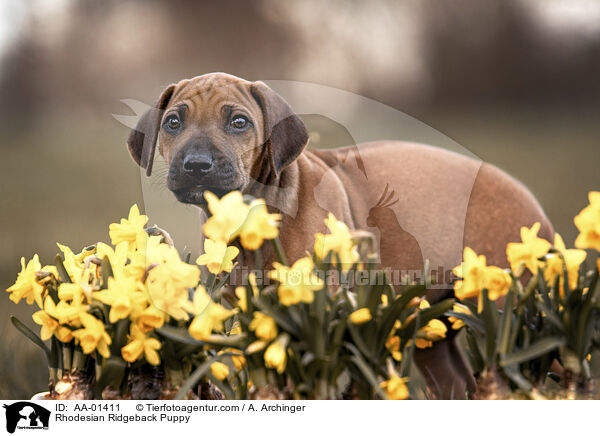 Rhodesian Ridgeback Welpe / Rhodesian Ridgeback Puppy / AA-01411