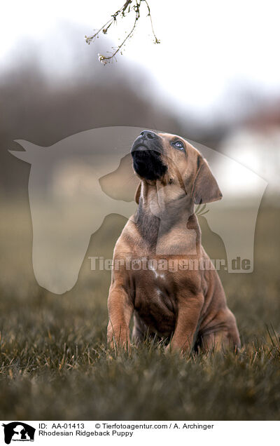 Rhodesian Ridgeback Welpe / Rhodesian Ridgeback Puppy / AA-01413