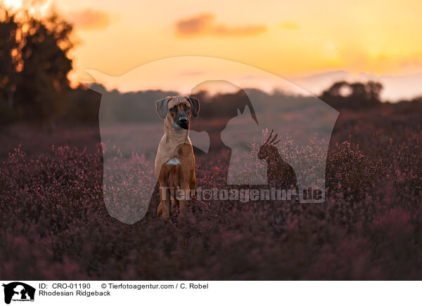 Rhodesian Ridgeback / Rhodesian Ridgeback / CRO-01190