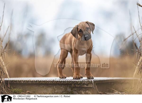 Rhodesian Ridgeback / Rhodesian Ridgeback / CRO-01262