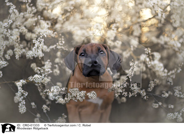 Rhodesian Ridgeback / Rhodesian Ridgeback / CRO-01333