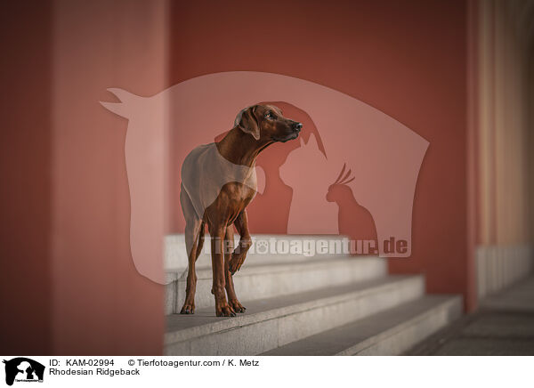 Rhodesian Ridgeback / Rhodesian Ridgeback / KAM-02994