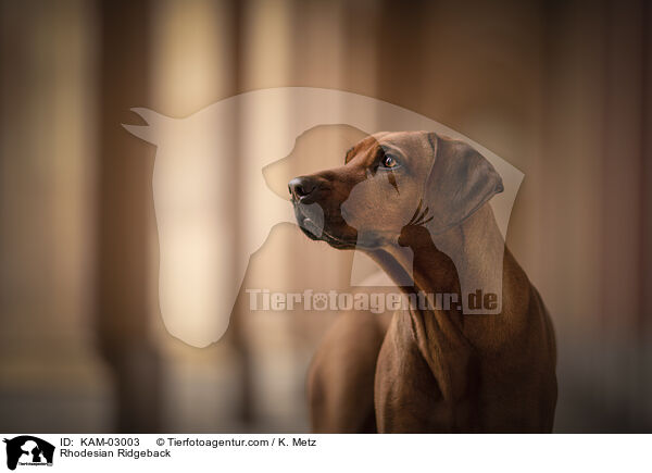 Rhodesian Ridgeback / Rhodesian Ridgeback / KAM-03003