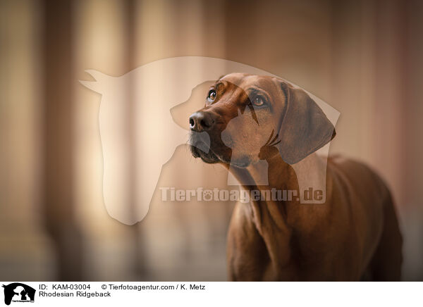 Rhodesian Ridgeback / Rhodesian Ridgeback / KAM-03004