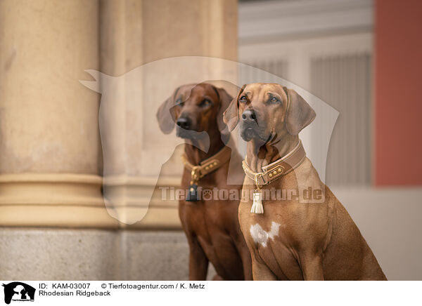 Rhodesian Ridgeback / Rhodesian Ridgeback / KAM-03007