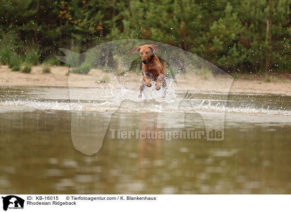 Rhodesian Ridgeback / Rhodesian Ridgeback / KB-16015