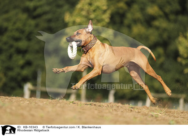 Rhodesian Ridgeback / Rhodesian Ridgeback / KB-16343