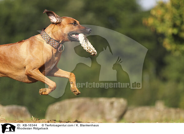 Rhodesian Ridgeback / Rhodesian Ridgeback / KB-16344