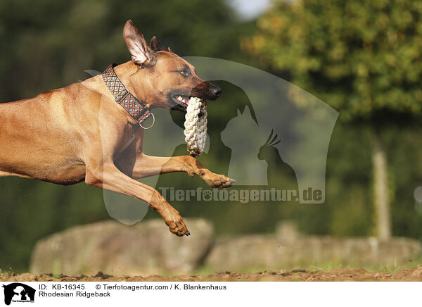 Rhodesian Ridgeback / Rhodesian Ridgeback / KB-16345