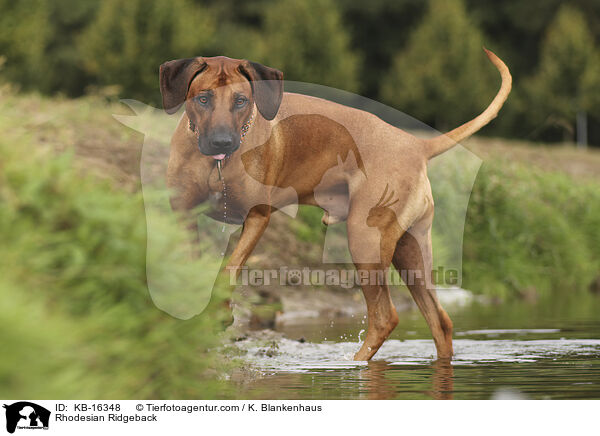 Rhodesian Ridgeback / Rhodesian Ridgeback / KB-16348