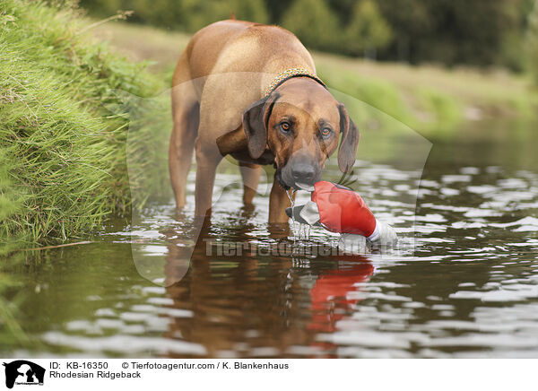 Rhodesian Ridgeback / Rhodesian Ridgeback / KB-16350