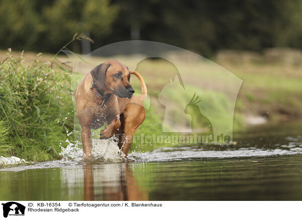 Rhodesian Ridgeback / Rhodesian Ridgeback / KB-16354