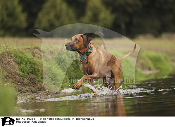 Rhodesian Ridgeback / Rhodesian Ridgeback / KB-16355