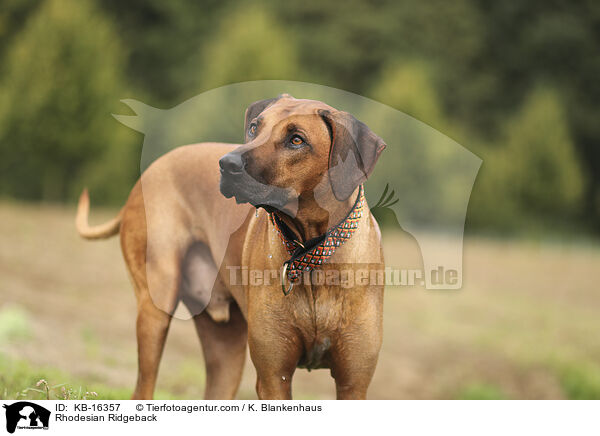 Rhodesian Ridgeback / Rhodesian Ridgeback / KB-16357