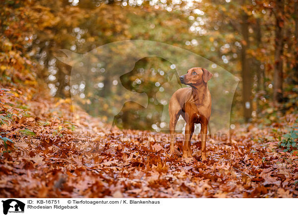 Rhodesian Ridgeback / Rhodesian Ridgeback / KB-16751