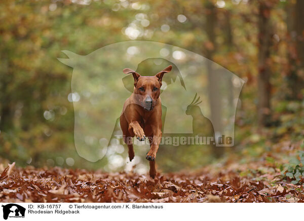 Rhodesian Ridgeback / Rhodesian Ridgeback / KB-16757