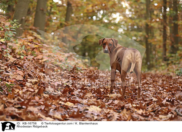 Rhodesian Ridgeback / Rhodesian Ridgeback / KB-16758