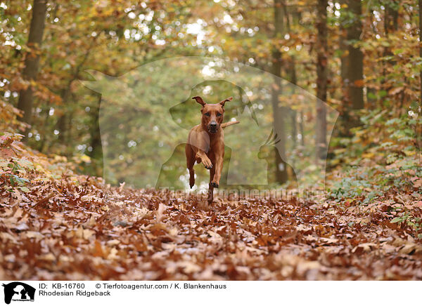 Rhodesian Ridgeback / Rhodesian Ridgeback / KB-16760