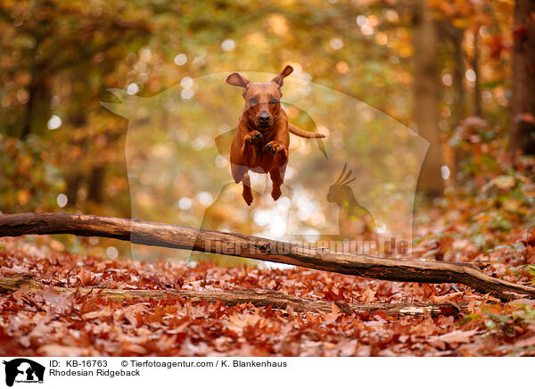 Rhodesian Ridgeback / Rhodesian Ridgeback / KB-16763